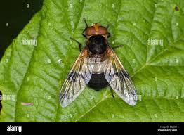 Attēlu rezultāti vaicājumam “Volucella pellucens”