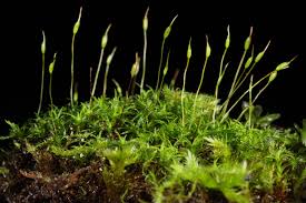 Attēlu rezultāti vaicājumam “Bryoerythrophyllum recurvirostrum sporophyte”