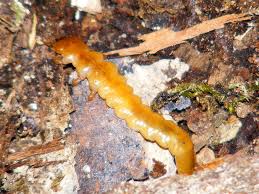Attēlu rezultāti vaicājumam “Pyrochroidae larva”