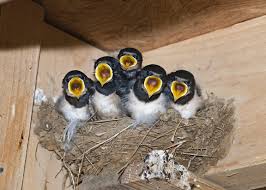 Attēlu rezultāti vaicājumam “Hirundo rustica nest”