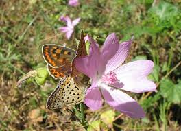 Attēlu rezultāti vaicājumam “Lycaena tityrus female”