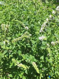 Attēlu rezultāti vaicājumam “Mentha longifolia flower”