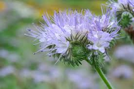Image result for Phacelia