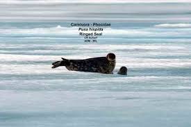 Image result for Pusa hispida