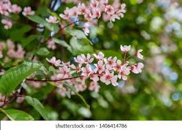 Attēlu rezultāti vaicājumam “Padus avium”