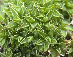 Attēlu rezultāti vaicājumam “Syntrichia papillosa”