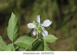 Attēlu rezultāti vaicājumam “Rubus caesius flower”