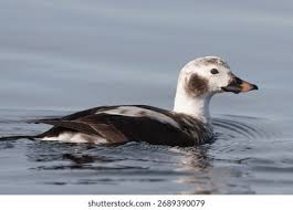 Attēlu rezultāti vaicājumam “Clangula hyemalis male”