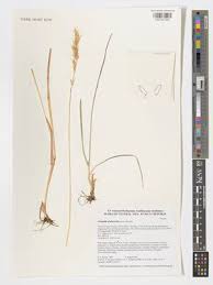 Attēlu rezultāti vaicājumam “Helictotrichon pubescens”