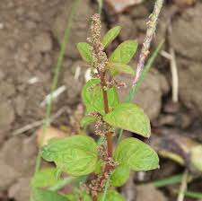 Attēlu rezultāti vaicājumam “Chenopodium polyspermum leaf”