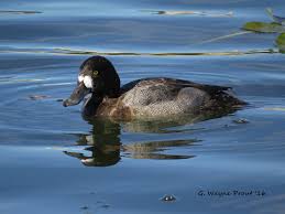 Image result for Aythya affinis