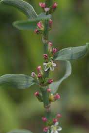 Attēlu rezultāti vaicājumam “Polygonum aviculare flower”