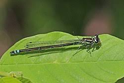 Attēlu rezultāti vaicājumam “Coenagrion pulchellum”