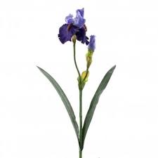 Image result for Iris