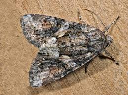 Attēlu rezultāti vaicājumam “Lacanobia contigua imago”