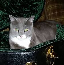 Image result for Cat sleeping in guitar