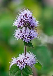 Attēlu rezultāti vaicājumam “Mentha aquatica”