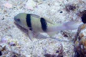 Image result for Parupeneus trifasciatus