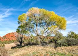 Attēlu rezultāti vaicājumam “Populus x jackii flower”