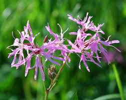 Image result for Lychnis flos-cuculi