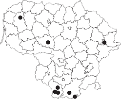 Attēlu rezultāti vaicājumam “Eucarta virgo”