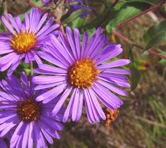 Image result for Aster novae-angliae