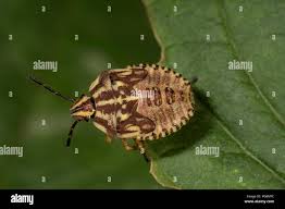 Attēlu rezultāti vaicājumam “Carpocoris purpureipennis”