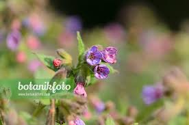 Attēlu rezultāti vaicājumam “Pulmonaria obscura bud”