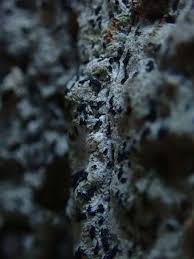 Attēlu rezultāti vaicājumam “Alyxoria varia”