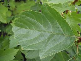 Attēlu rezultāti vaicājumam “Crataegus chlorosarca”