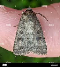 Attēlu rezultāti vaicājumam “Caradrina morpheus”