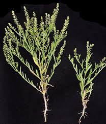 Attēlu rezultāti vaicājumam “Lepidium densiflorum”