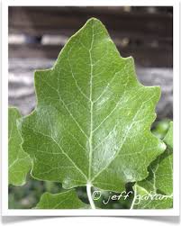 Attēlu rezultāti vaicājumam “Populus alba”