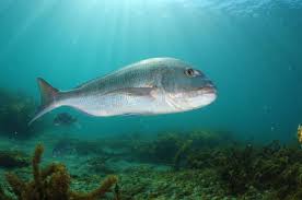 Image result for Pagrus auratus