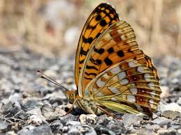 Attēlu rezultāti vaicājumam “Argynnis adippe”