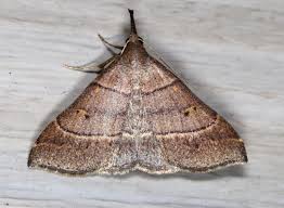 Attēlu rezultāti vaicājumam “Rhynocoris annulatus imago”