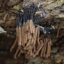 Attēlu rezultāti vaicājumam “Stemonitis axifera spores”