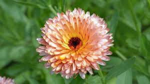 Attēlu rezultāti vaicājumam “Calendula officinalis flower”