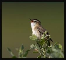 Image result for Acrocephalus aedon