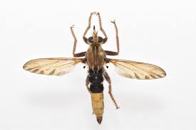 Attēlu rezultāti vaicājumam “Asilus crabroniformis”