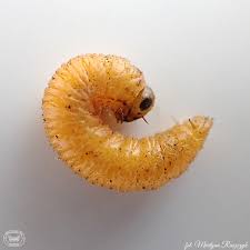 Attēlu rezultāti vaicājumam “Acantholyda posticalis”