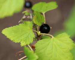 Attēlu rezultāti vaicājumam “Ribes nigrum fruit”