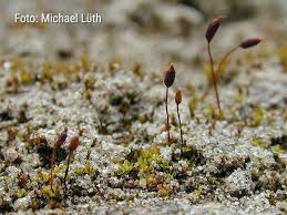 Attēlu rezultāti vaicājumam “Tortula lingulata”