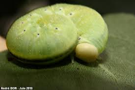 Attēlu rezultāti vaicājumam “Cimbex femoratus imago”