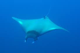 Image result for Mobula thurstoni