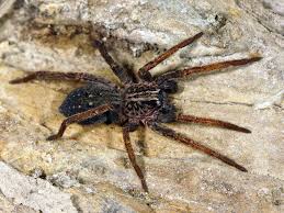 Attēlu rezultāti vaicājumam “Miturgidae”