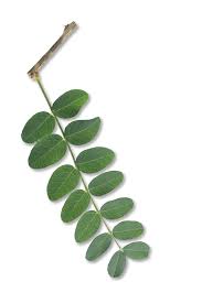 Attēlu rezultāti vaicājumam “Caragana arborescens leaf”