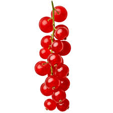 Bildergebnis für rote johannisbeeren