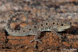 Attēlu rezultāti vaicājumam “Lycogala persicum macro”