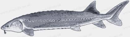 Image result for Acipenser transmontanus